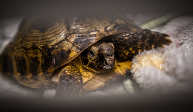 Na jablonecké veterině potkáte nejen psi a kočky, ale i ježka, papouška či chameleona