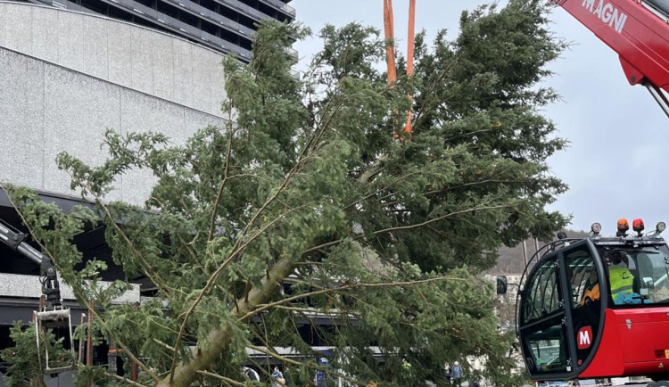Vánoční strom v Karlových Varech se poškodil a nebyl bezpečný, čeká ho výměna