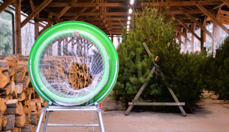 Zájemci si mohou už zítra pořídit vánoční jehličnan z hradeckých lesů