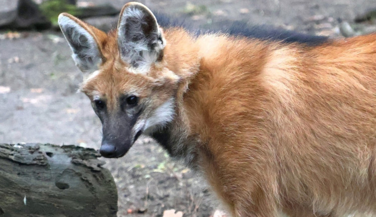 Sice tak vypadají, ale lišky to nejsou. Do zoo v Hodoníně se vrátili psi hřivnatí