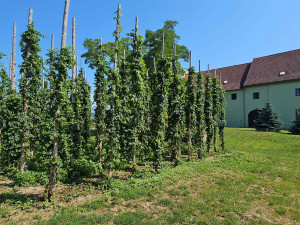 Sváteční Bidlovka vrátila do hry historické chmelové odrůdy