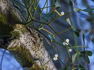 Symbol adventu, ale hrozba pro stromy. Na Frýdlantsku je zvýšený výskyt jmelí