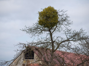 Jmelí na jabloni v Raspenavě.