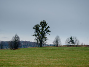 Napadená lípa v Kunraticích.