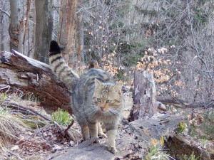 Do Lužických hor se vrátila kočka divoká. Je na seznamu kriticky ohrožených zvířat