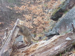 Do Lužických hor se vrátila kočka divoká. Je na seznamu kriticky ohrožených zvířat