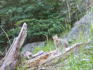 Do Lužických hor se vrátila kočka divoká. Je na seznamu kriticky ohrožených zvířat