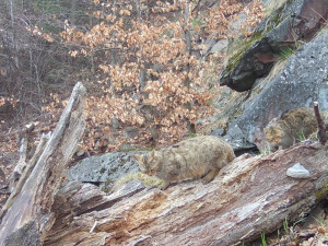 Do Lužických hor se vrátila kočka divoká. Je na seznamu kriticky ohrožených zvířat