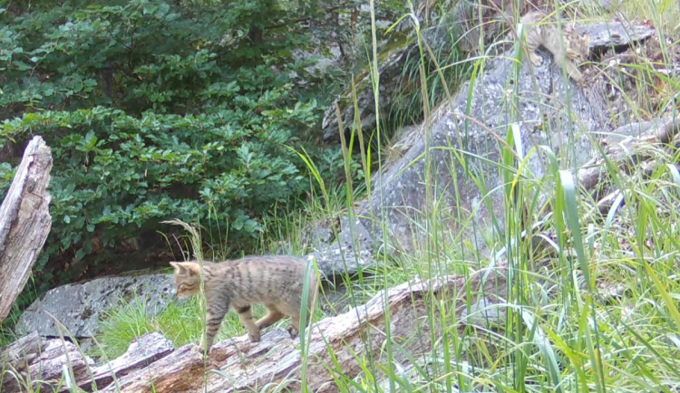 Koťata kočky divoké.