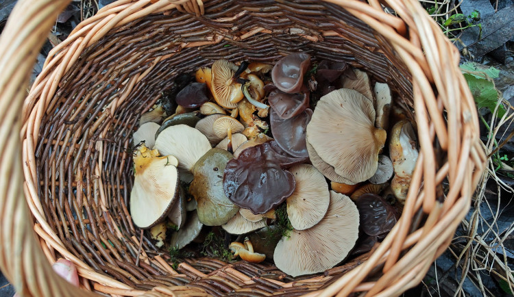 BLOG: Zimní houbaření - Čtyři úlovky pro imunitu, srdce a celkovou vitalitu