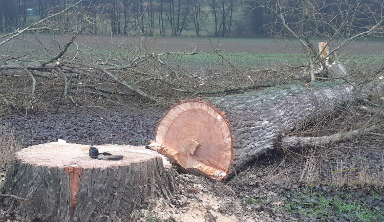 Lidé v Českém ráji kritizují kácení stromů u silnic, podle silničářů bylo nutné