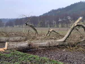 Lidé v Českém ráji kritizují kácení stromů u silnic, podle silničářů bylo nutné