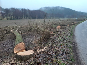 Lidé v Českém ráji kritizují kácení stromů u silnic, podle silničářů bylo nutné