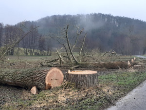 Lidé v Českém ráji kritizují kácení stromů u silnic, podle silničářů bylo nutné