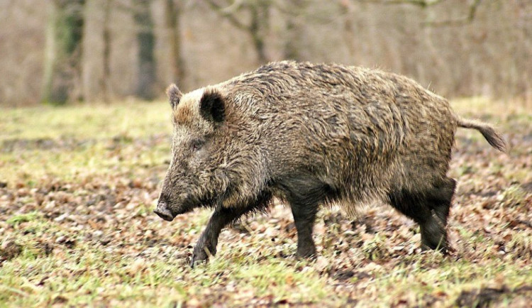 Jako v Hoří, má panenko. V Radslavicích zloděj ukradl zvěřinu z tomboly na plese