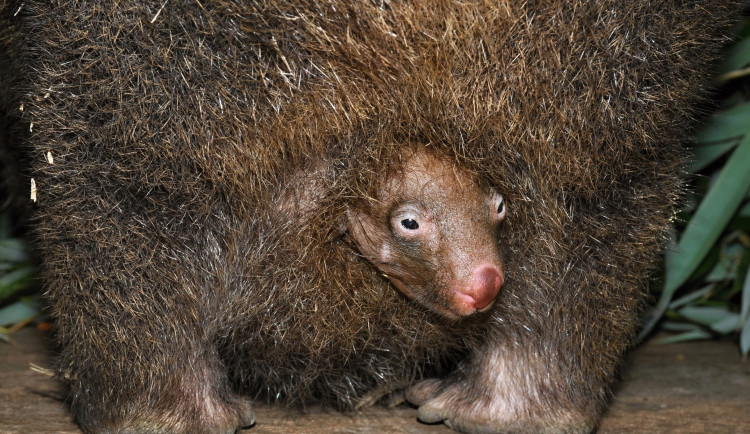 VIDEO: Teprve druhé mládě vombata v Česku se ukázalo světu, vykukuje z vaku matky