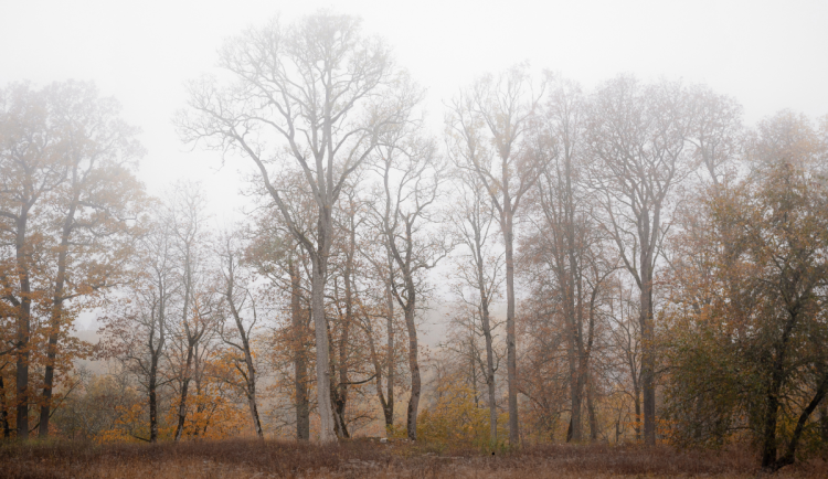 Během víkendu se budou teploty držet nad nulou. Řidiče bude trápit mlha