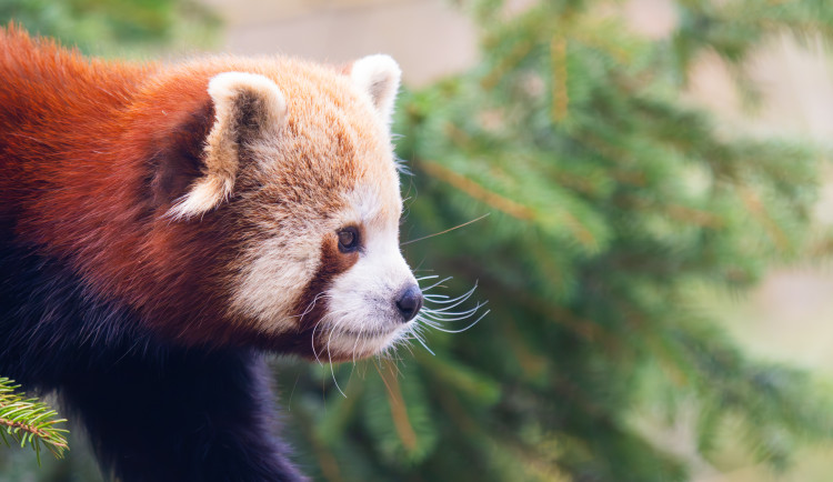 Liberecká zoo otevře i na Štědrý den. Láká na dobrovolné vstupné, ocení dárky pro zvířata