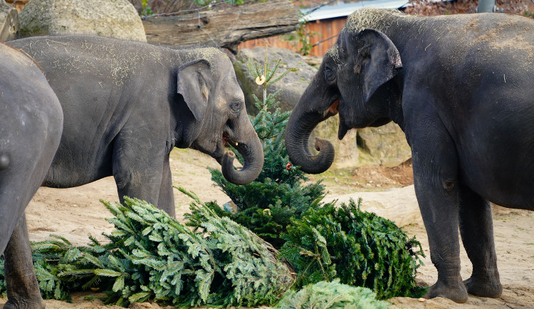 Zábava i svačina. Zvířata v Zoo Praha dostanou neprodané vánoční stromky