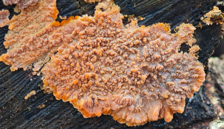 BLOG: Žilnatka oranžová. Nápadný dřevokaz na padlé bříze