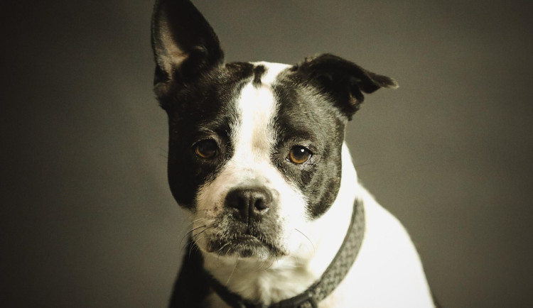 Jak zklidnit psa na Silvestra? Vyzkoušejte několik jednoduchých rad