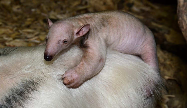 Poslední mládě roku 2025 v olomoucké zoo. Denně spořádá tisíce mravenců