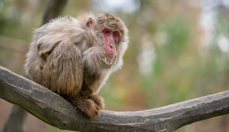Smutná zpráva z olomoucké zoo. Zahynula opice Babča