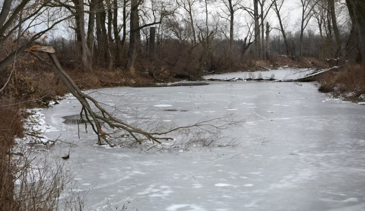 Pozor na nebezpečné stromy. Sněžení a náhlé změny počasí jim nesvědčí