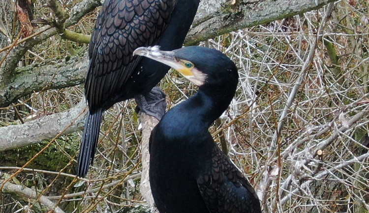 Vědci zkoumají úbytek ryb, hlavními podezřelými jsou kormoráni