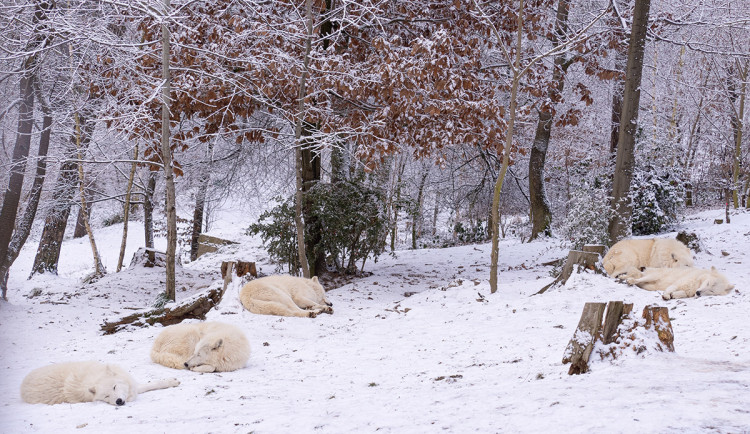 Kolik je kotulů či vlků? Návštěvníky Zoo Olomouc baví tradiční inventura