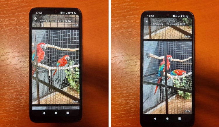 Za papoušky ara zaplatil muž se Semilska 60 tisíc. Zůstala mu jen jejich fotka