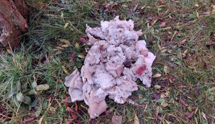 Bizarní případ: Na sídlišti v Havlíčkově Brodě někdo vyhazuje vařené maso