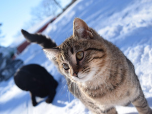 Liberec rozdává v mrazech polystyrenové boudy pro venkovní kočky