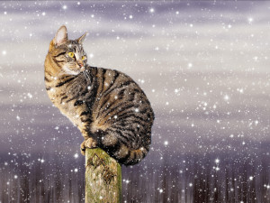 Liberec rozdává v mrazech polystyrenové boudy pro venkovní kočky