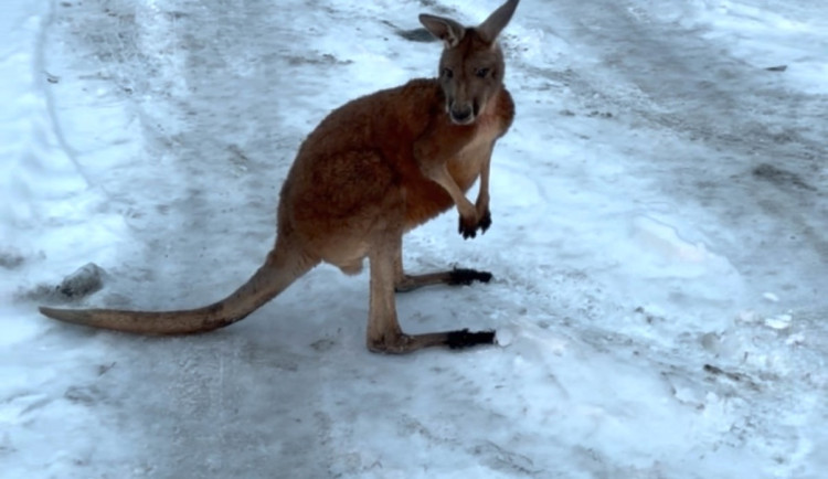 Policisté z Mimoně nevěřili svým uším. Po silnici skáče klokan, hlásili jim lidé