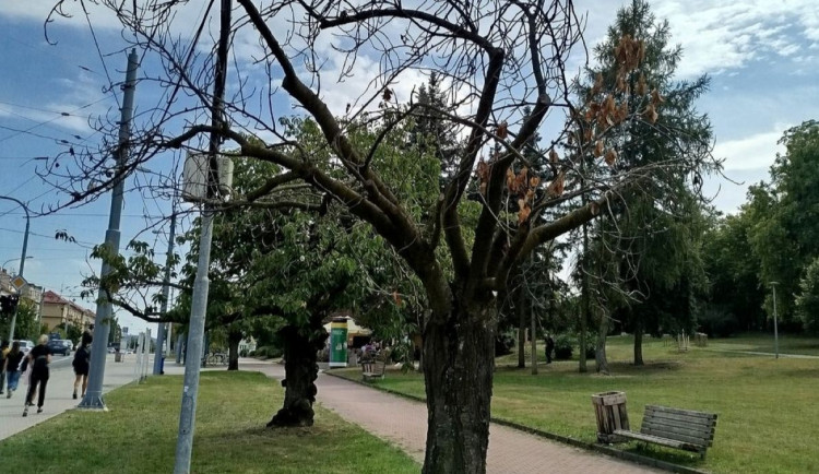 Suché i poškozené stromy a dřeviny pokácí odborníci v městských parcích v Plzni