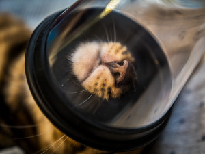 Úspěch jablonecké fotografky Zbrankové Albaniové: 2. místo v soutěži Czech Press Photo