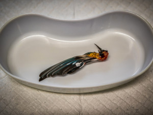 Úspěch jablonecké fotografky Zbrankové Albaniové: 2. místo v soutěži Czech Press Photo