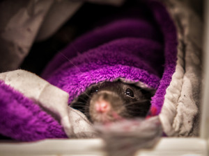 Úspěch jablonecké fotografky Zbrankové Albaniové: 2. místo v soutěži Czech Press Photo