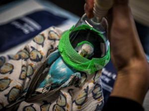 Úspěch jablonecké fotografky Zbrankové Albaniové: 2. místo v soutěži Czech Press Photo