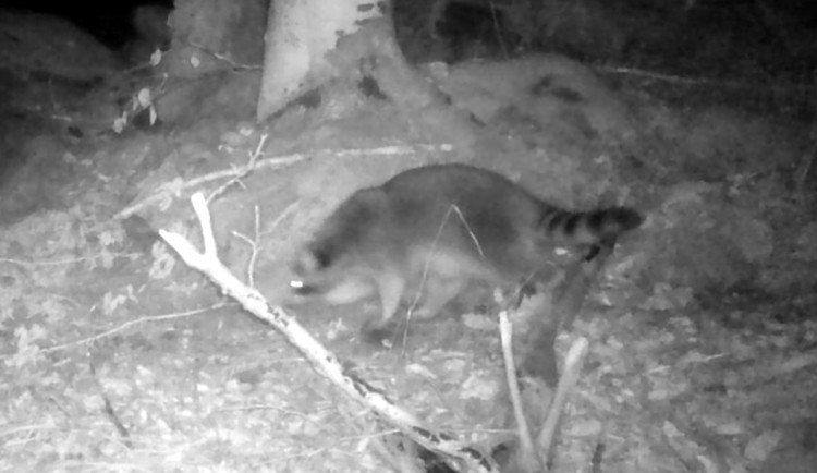 Do Podyjí se nastěhoval medvídek mýval. Správce parku to vůbec netěší