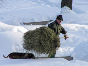 Přezimovací obůrky pro jeleny a laně jsou i v Jizerkách, předcházejí škodám na mladých stromcích