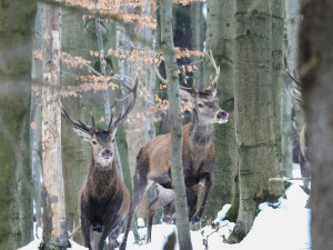 Přezimovací obůrky pro jeleny a laně jsou i v Jizerkách, předcházejí škodám na mladých stromcích
