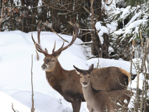 Přezimovací obůrky pro jeleny a laně jsou i v Jizerkách, předcházejí škodám na mladých stromcích