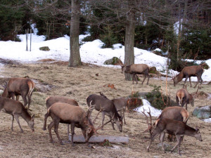 Přezimovací obůrky pro jeleny a laně jsou i v Jizerkách, předcházejí škodám na mladých stromcích
