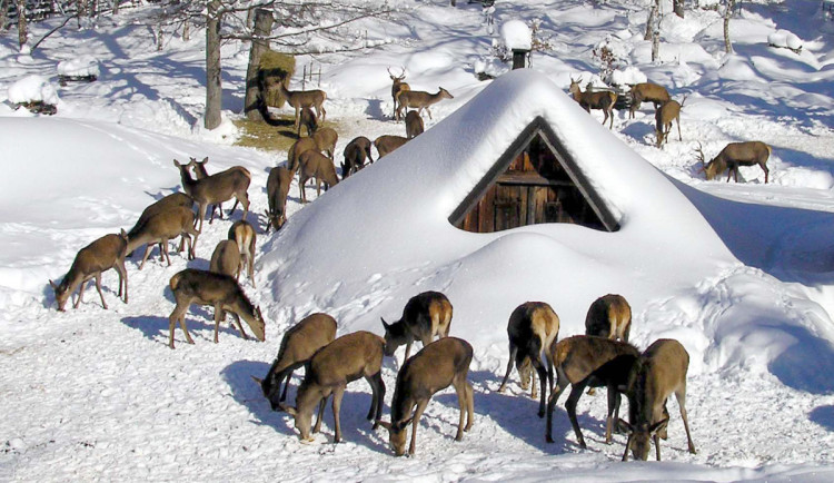 Přezimovací obůrky pro jelení zvěř.