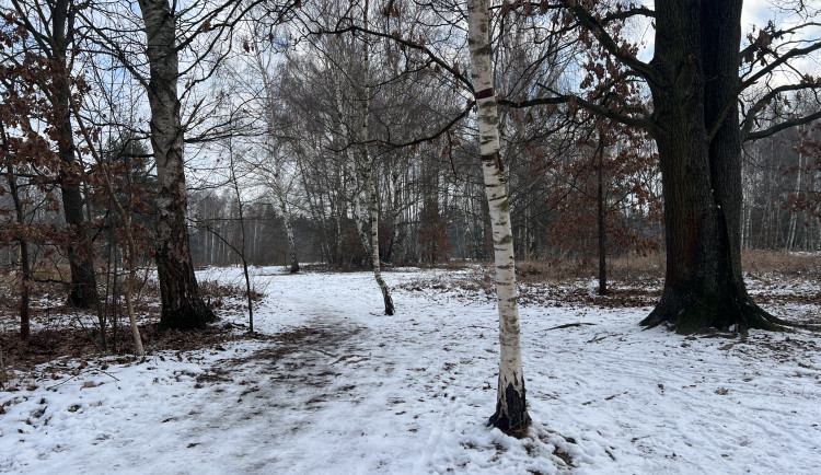 Čekáme zataženo, mlhy a místy déšť. Po mrazech dorazí obleva