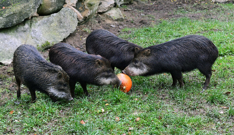 Zoo Olomouc přilákala loni skoro 380 tisíc lidí. Letos chce zahájit klíčovou stavbu