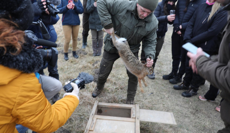 Kudy běží zajíc. U Budějc začal výzkum s GPS obojky, má zabránit střetům zvěře s auty