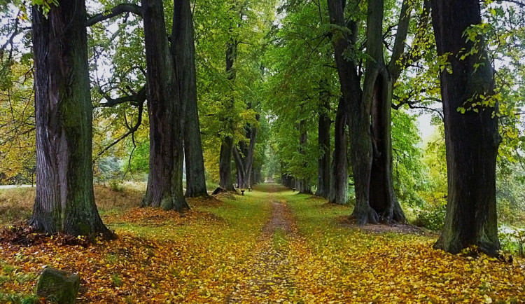 Alejí roku 2025 České republiky je lipová alej v Libereckém kraji vedoucí k Lemberku